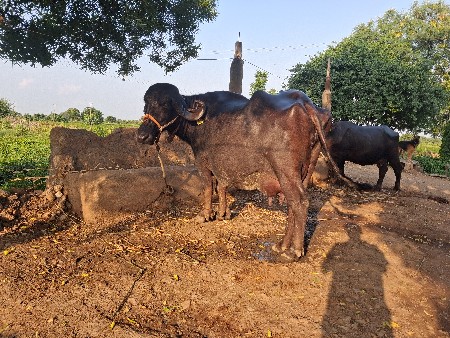 વેચવાની છે