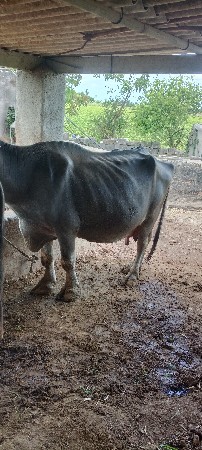વેચવાની છે