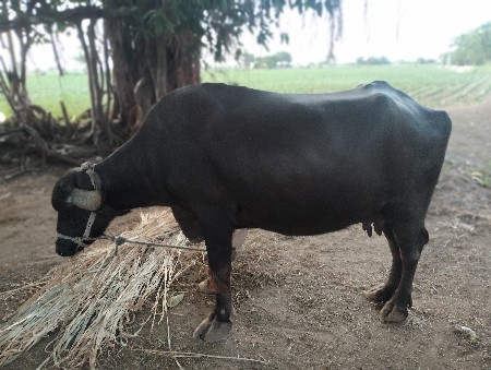 vechavani chhe