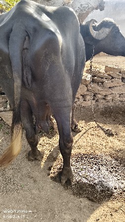 ભેંસ વેચવાની છે