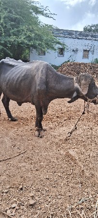 ભેંસ વેચવાની છે