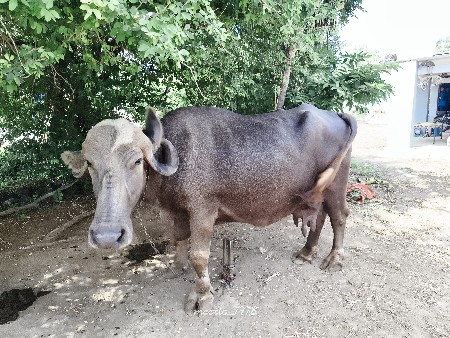 ભેંસ વેચવાની છે