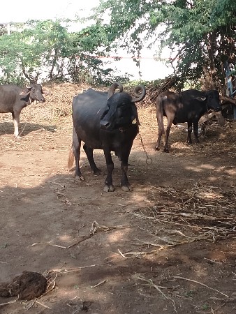 વેતર 4