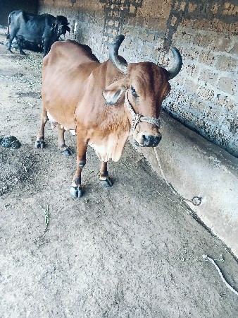 ગાય વેચવાની છે