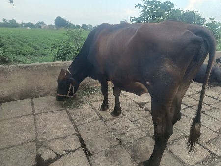 7મહિનાથયા