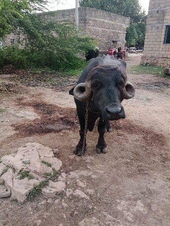 ભેંસ વેચવાની છે.