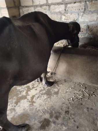 ભેંસ વેચવાની છે