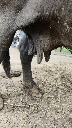 ભેંશ વેચવાની છે