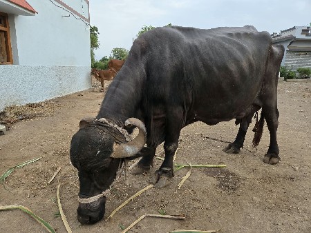 bhesh vechvani chhe