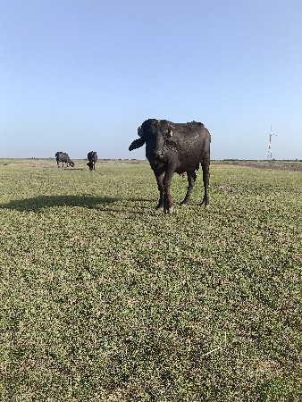આ પાડો વેચવાનો છે