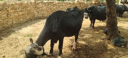 આ બેય ભૈસુ વેસ્વા ની સે