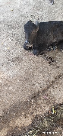 બીજું વેતર