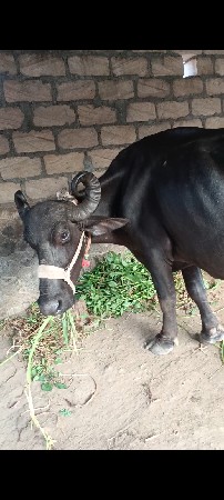 ભેંસ વેચવાની સે
