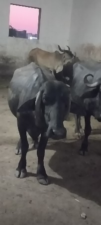ભેસુ  વેચવાની છે