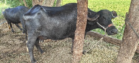 ભેંસ વેચવાની છે ત્રણ