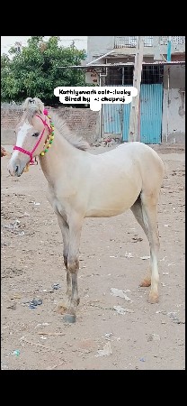 colt lucky 7  month