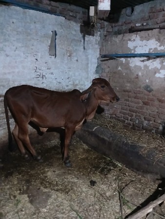 ગાય