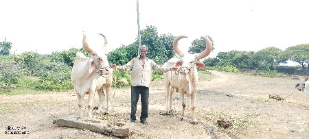 બળદ વેચવાના છે