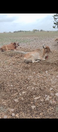 દેવના છે મફત