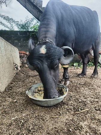 ભેંસ વેચવાની છે