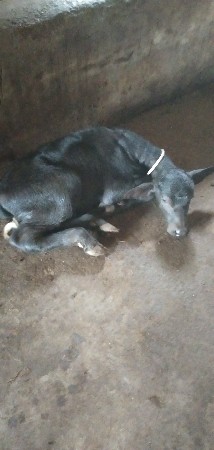 આ ભેંસ વેચવાની છે.