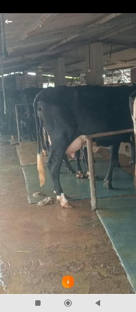 ક