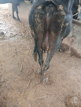vechavani chhe