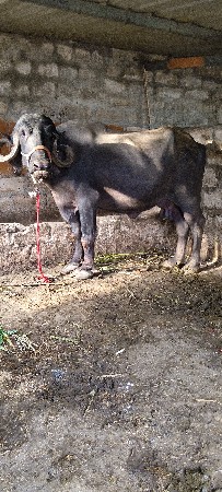 બીજું વેતર