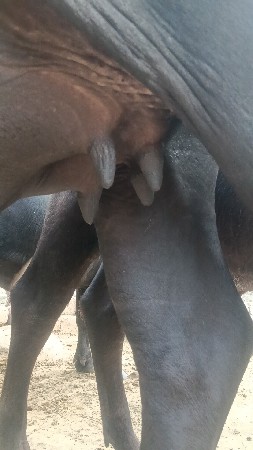 ખડેલું વેચવાનું