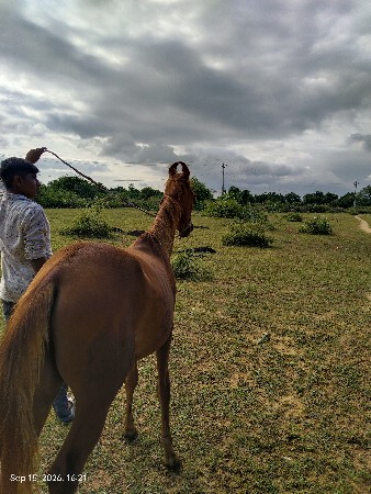 વસેરીવેચવાની