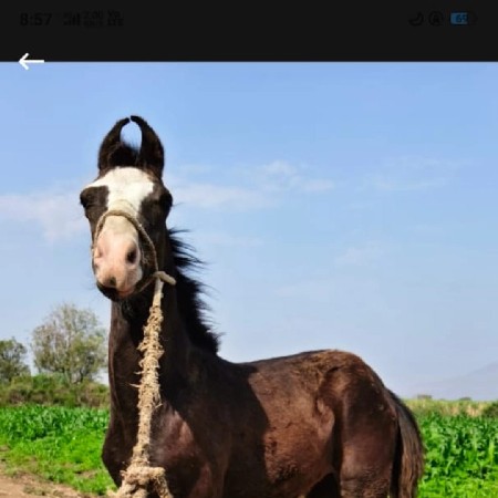 Vasero che 8 mo mayno chalu