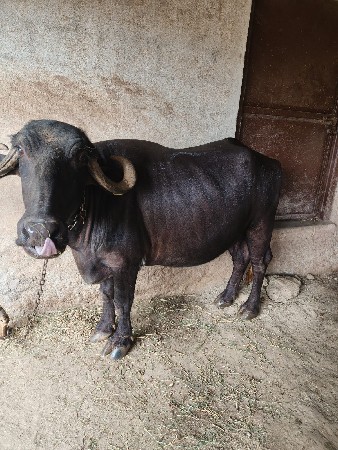 ભેંસ વેચવા ની છે