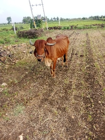 બડદ આપી દેવાના છે મફતમાં