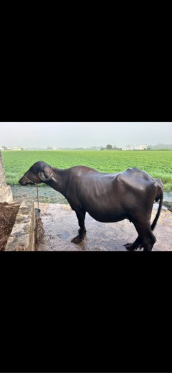 ભેંસ વેસવાની સે