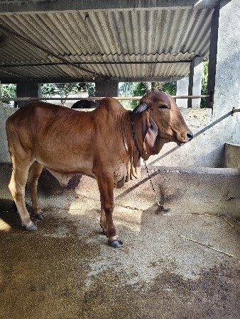 હોડકી વેચવાની છે