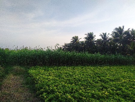 જવારનો ચારો વેચવાનો છે