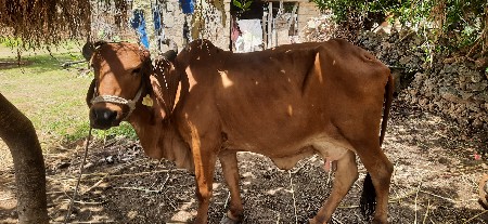 ગીર ગાય અને ગીર વાછડી