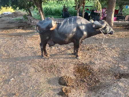 વેચવાની છે