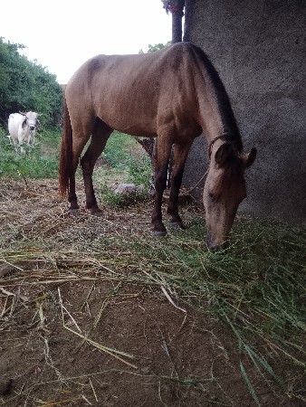 ghodi vesavani se