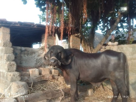 પાડો વેચવાનો છે