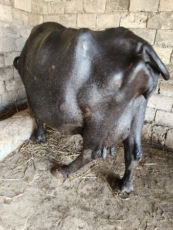 ભેંસ વેચવાની છે