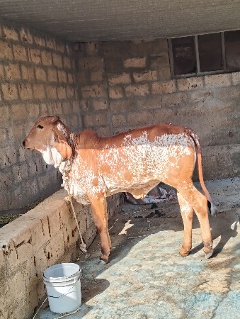 હોળકી વેસવાનીસે