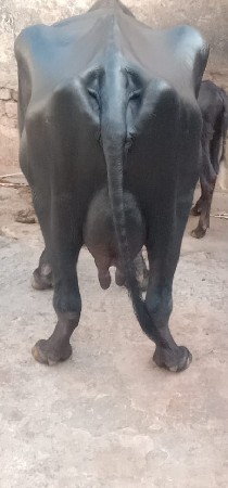 ત્રીજું વેતર 25 દિવસ