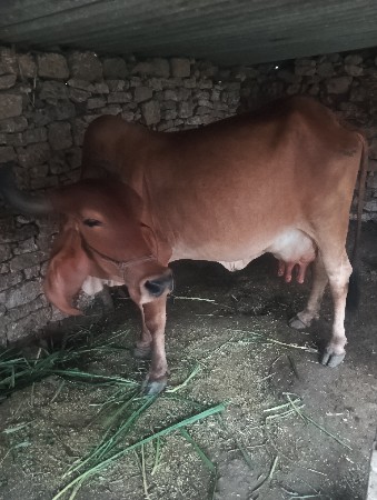 ગાય વેચવાની છે કિંમત છે 38,500