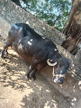 bhesh veshavani se