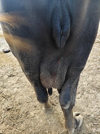 ભેંશ વેચવાની છે