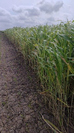 sar lili vesvani se