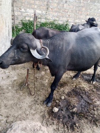 ખળેલી વેચવાની છે