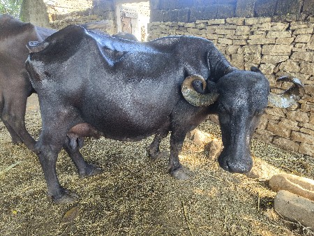 9 લિટર દૂધ  એક ટાઈમ