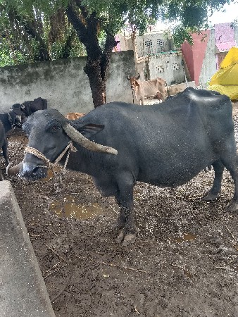 bhes vechvani se